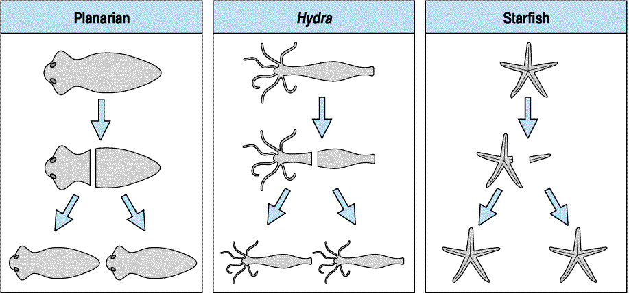 Developmental Biology 3230